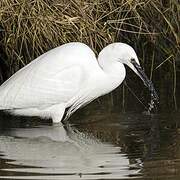 Little Egret