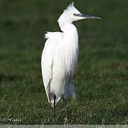 Aigrette garzette