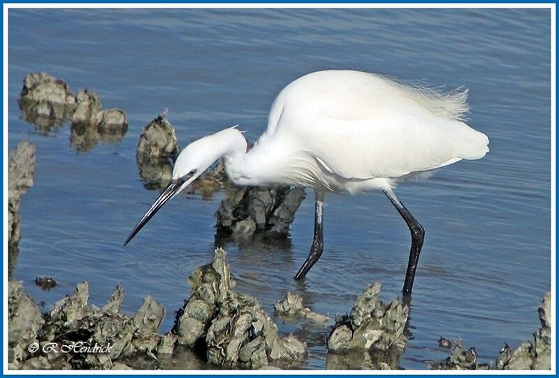 Little Egret