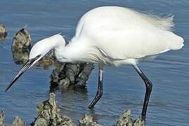 Aigrette garzette