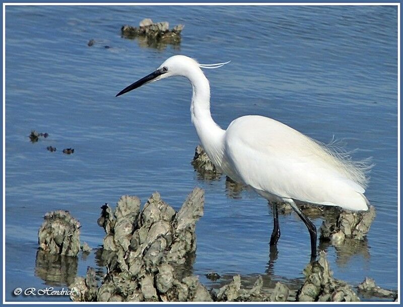 Little Egret