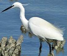 Aigrette garzette