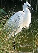 Little Egret