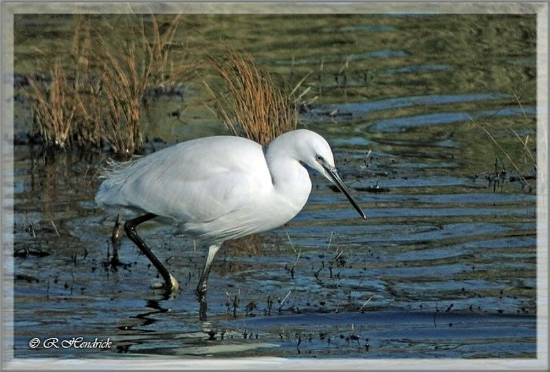 Little Egret