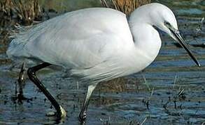 Aigrette garzette