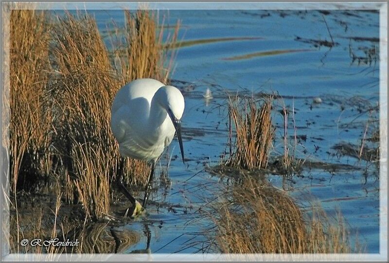 Little Egret