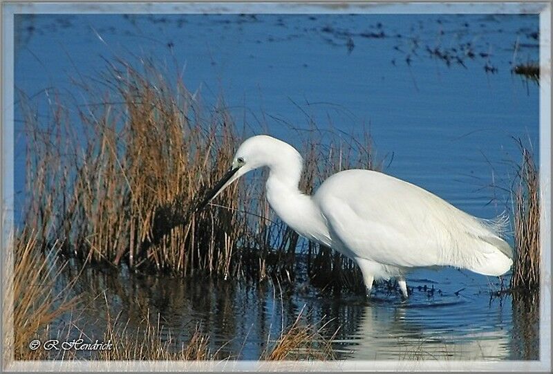 Little Egret