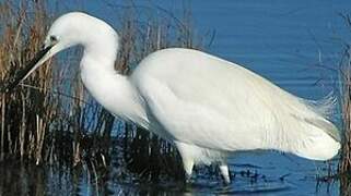 Little Egret