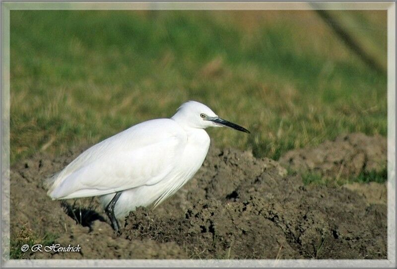 Little Egret