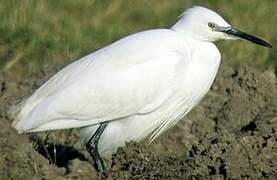 Little Egret