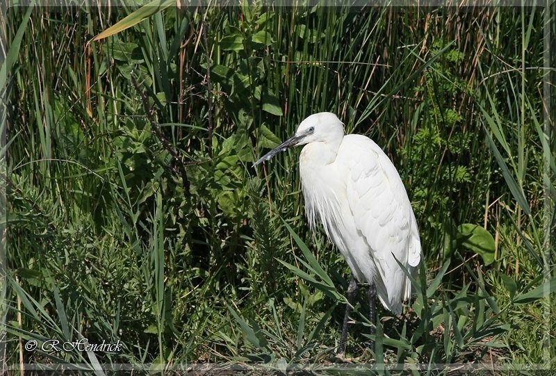 Little Egret