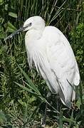 Little Egret