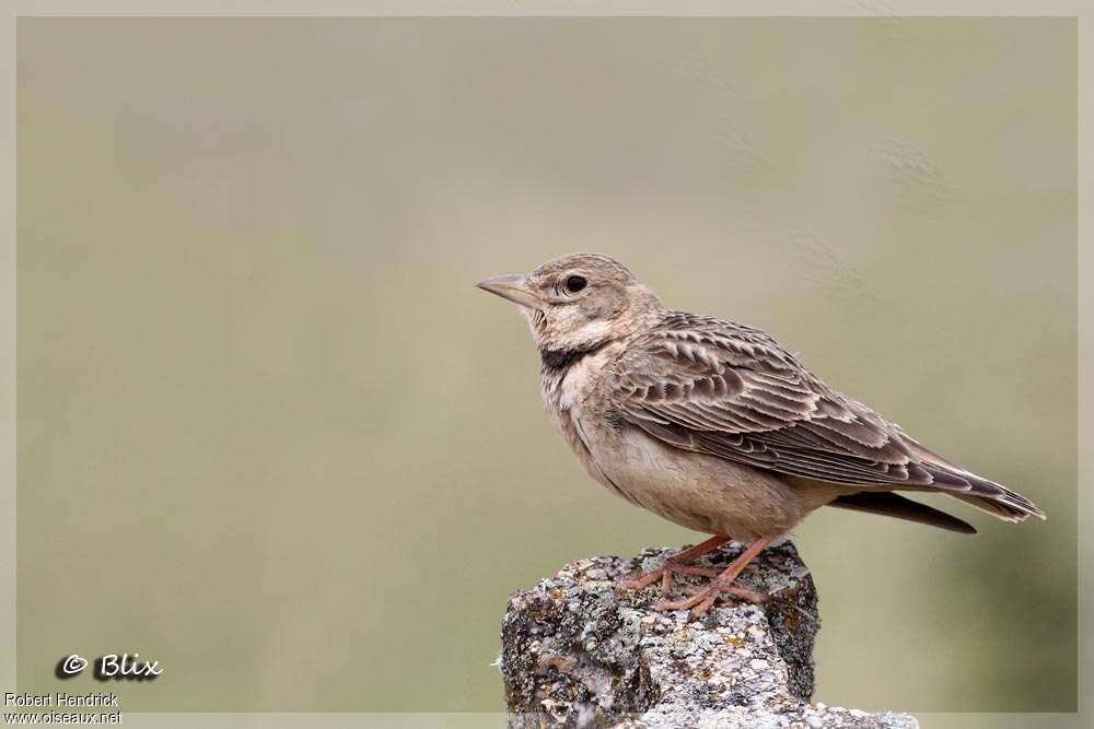 Alouette calandre femelle adulte, identification