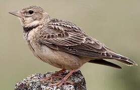 Calandra Lark