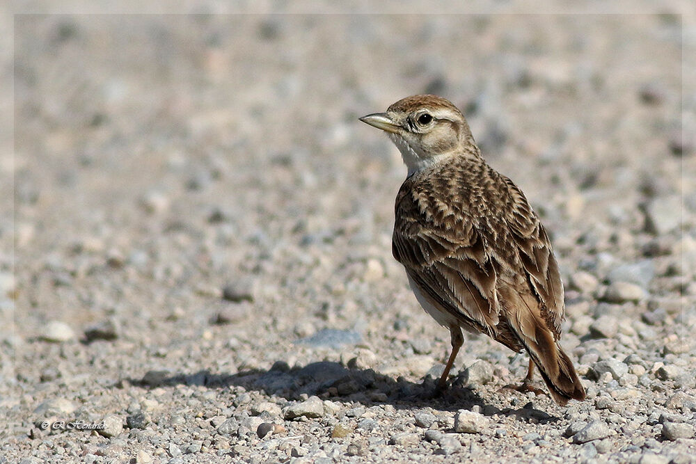 Greater Short-toed Lark