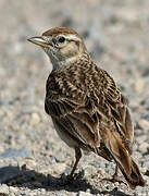 Greater Short-toed Lark