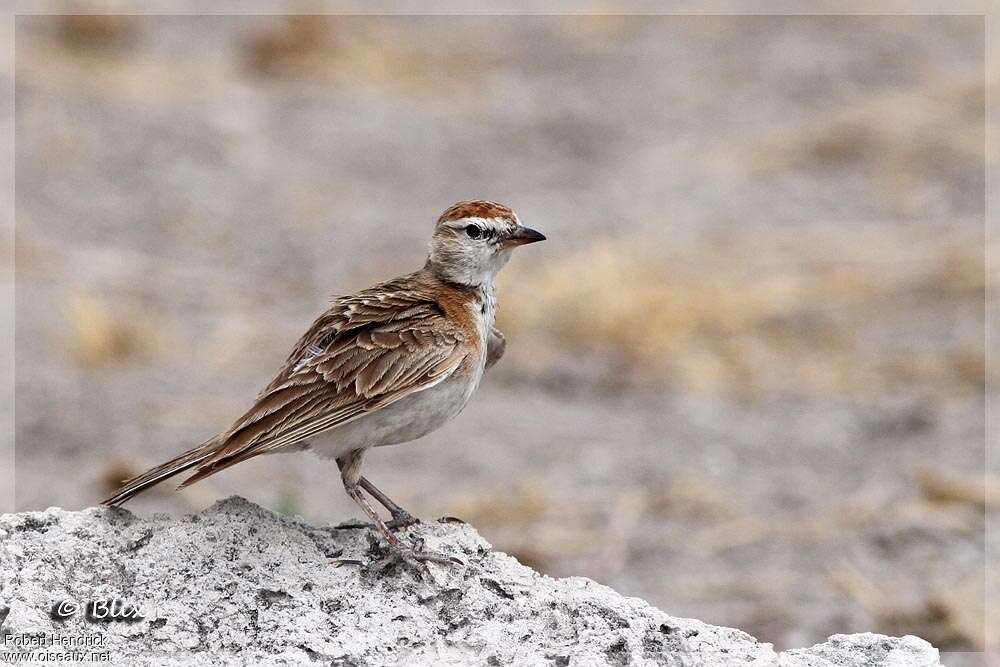 Red-capped Lark