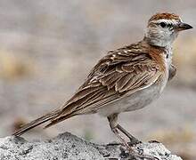 Red-capped Lark