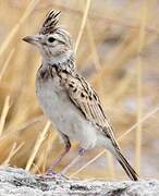 Stark's Lark