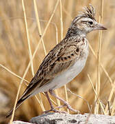 Stark's Lark