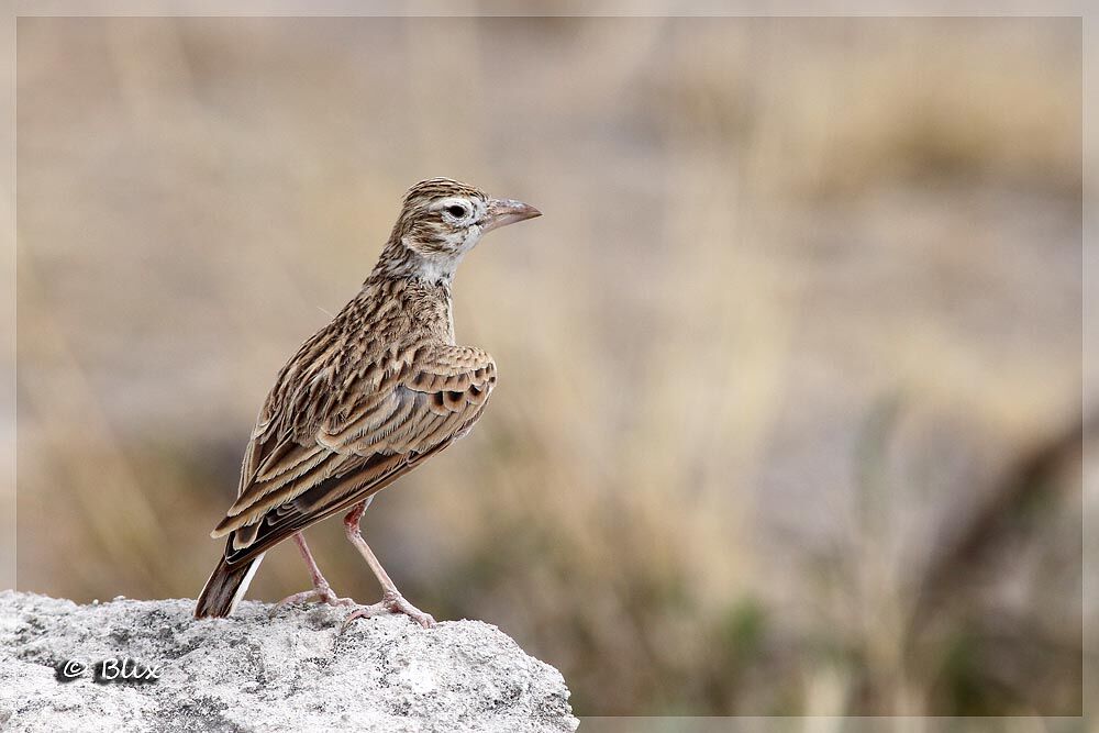 Stark's Lark