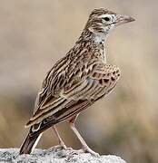 Stark's Lark