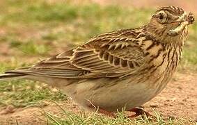 Eurasian Skylark