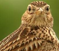 Eurasian Skylark