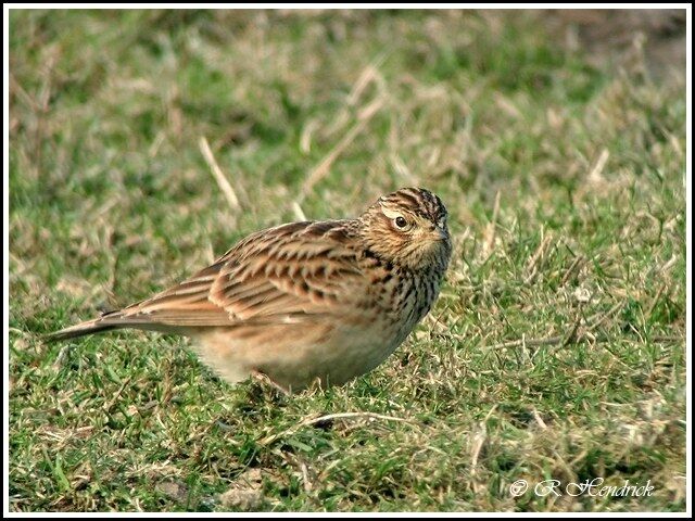 Eurasian Skylark