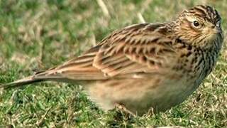 Eurasian Skylark