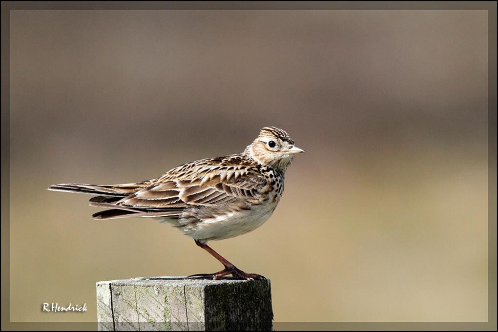 Eurasian Skylark