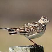 Eurasian Skylark