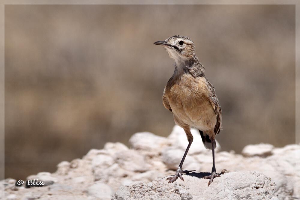 Spike-heeled Lark