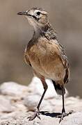 Spike-heeled Lark