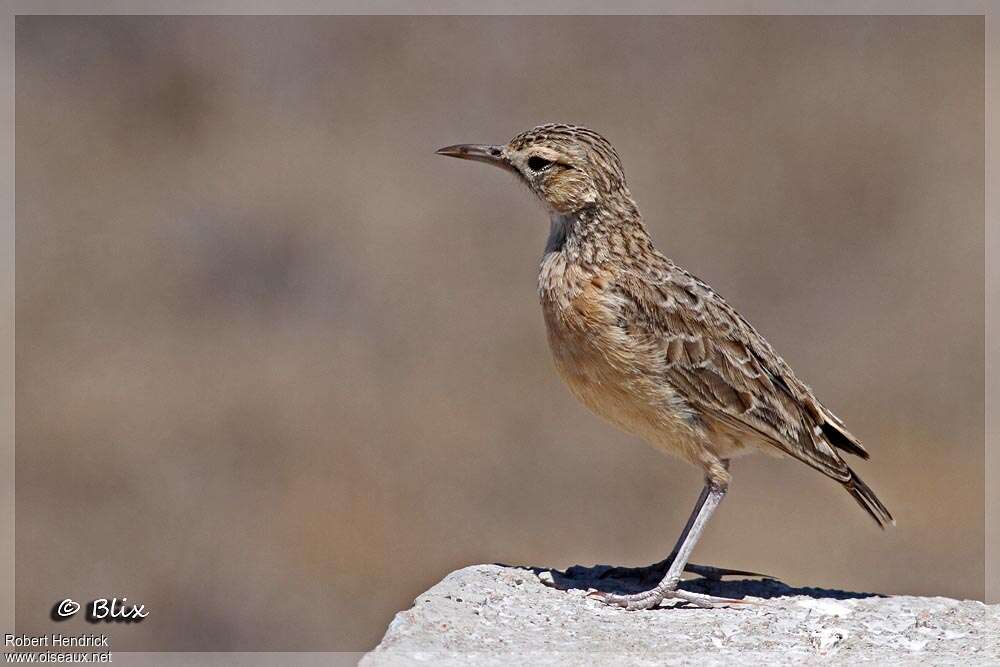 Spike-heeled Lark, identification