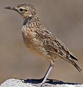 Spike-heeled Lark