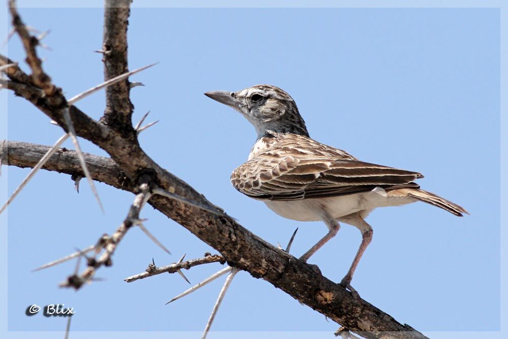 Sabota Lark