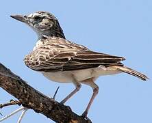 Sabota Lark