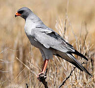 Pale Chanting Goshawk