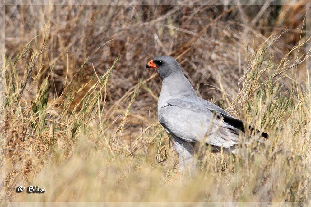 Pale Chanting Goshawk