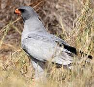 Pale Chanting Goshawk