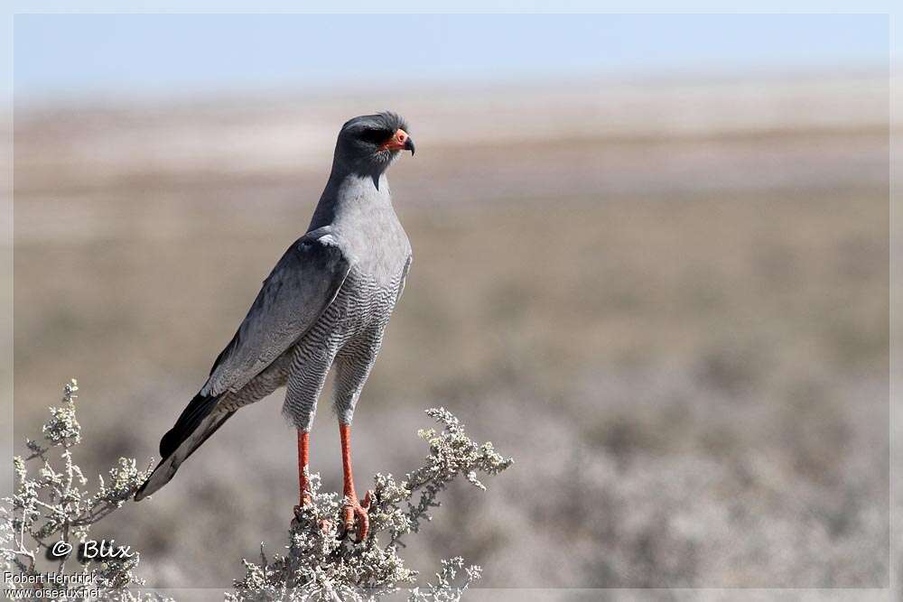 Pale Chanting Goshawk