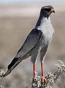 Pale Chanting Goshawk