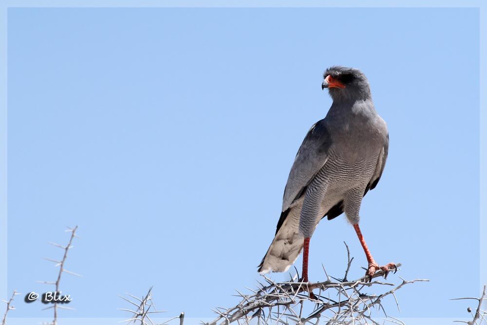 Pale Chanting Goshawk