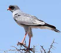 Pale Chanting Goshawk