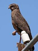 Pale Chanting Goshawk