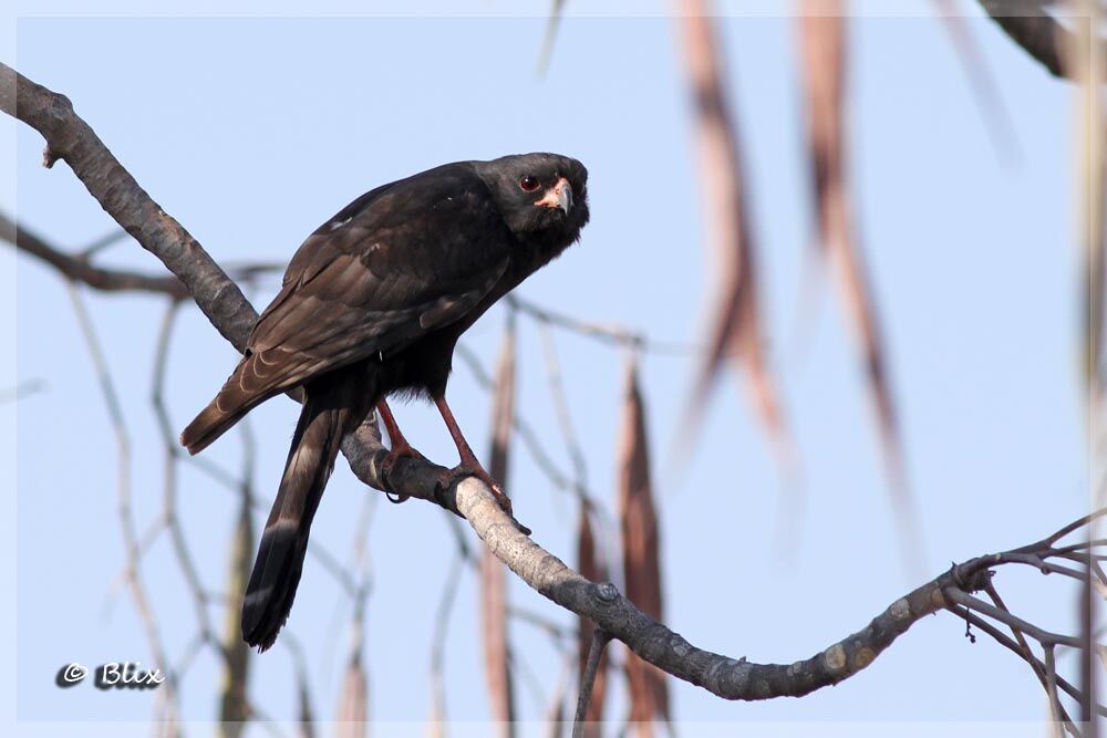 Gabar Goshawk, identification