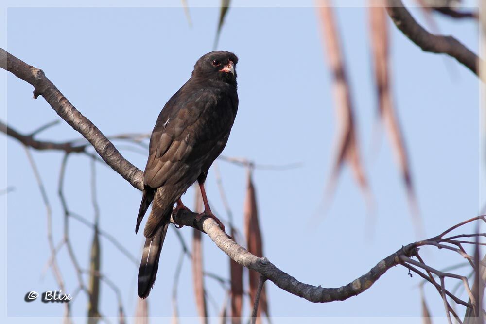 Gabar Goshawk