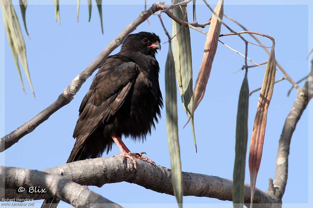 Gabar Goshawkadult, identification, pigmentation