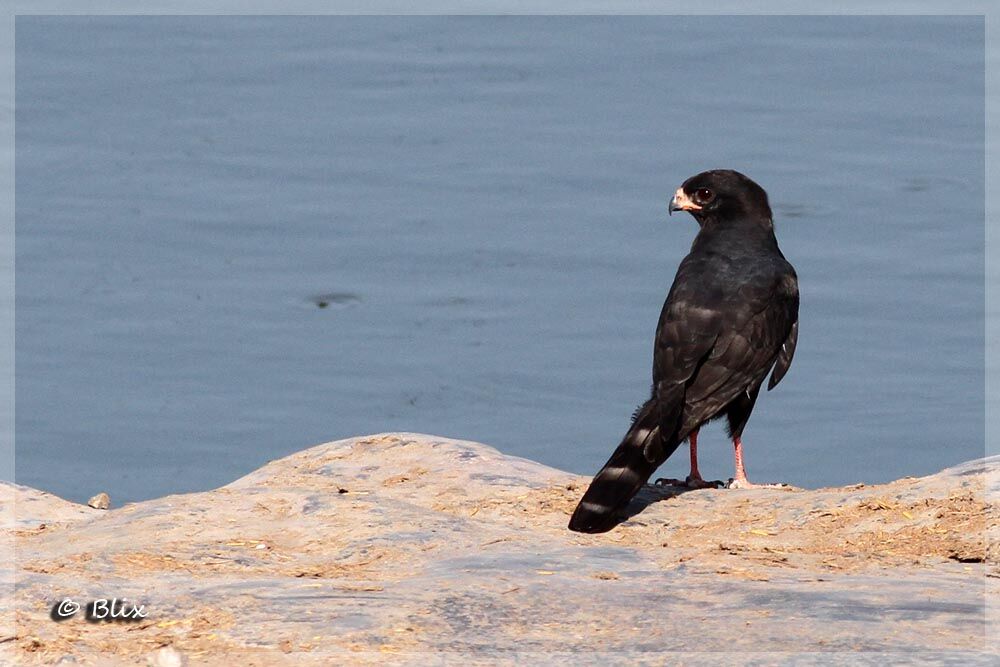 Gabar Goshawk